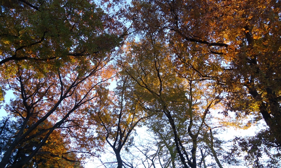紅葉桜
