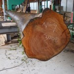 敷地の木でつくる家