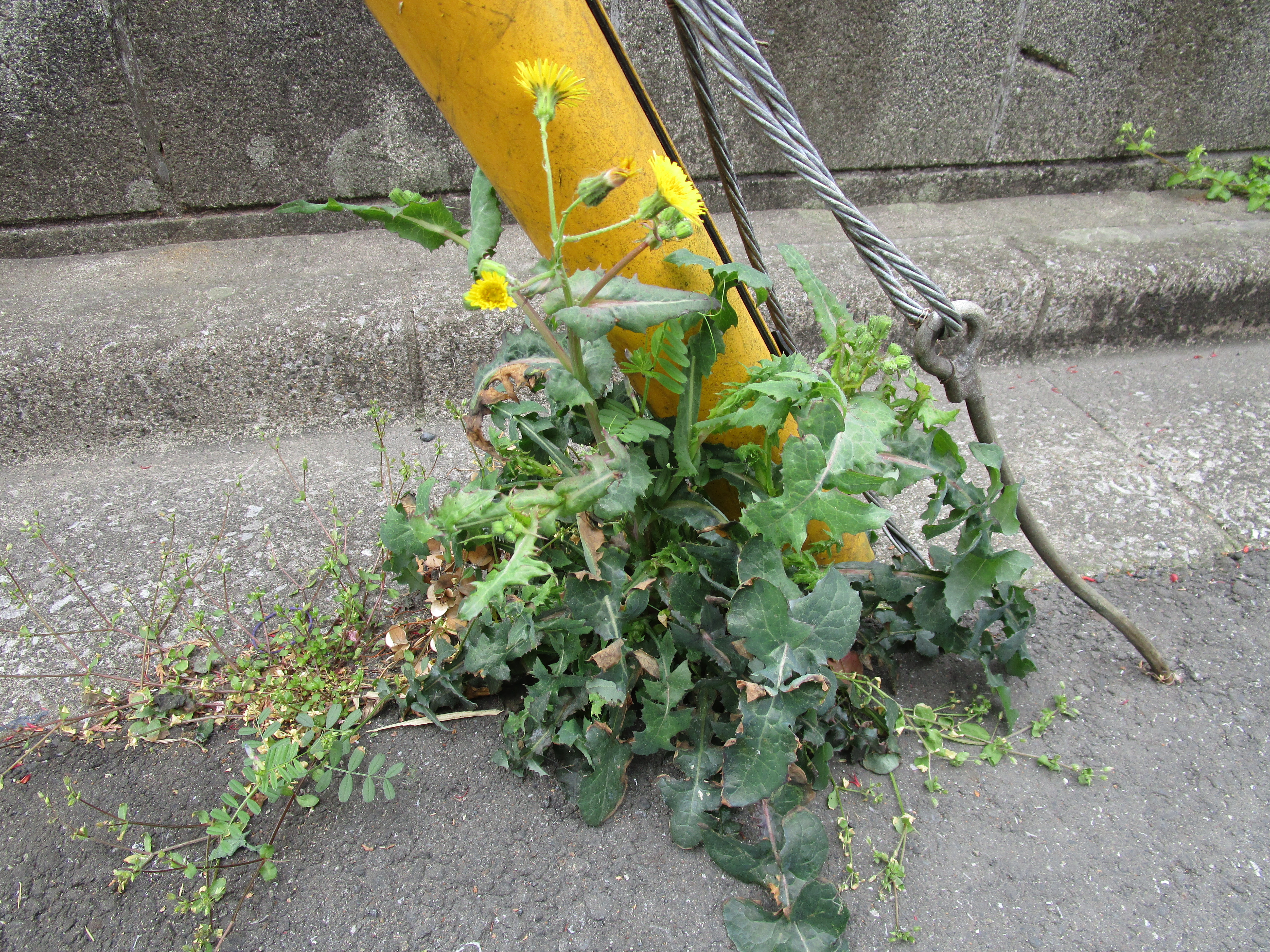 鬼系雑草 ほっとする木の家づくりの工務店 埼玉県榊住建