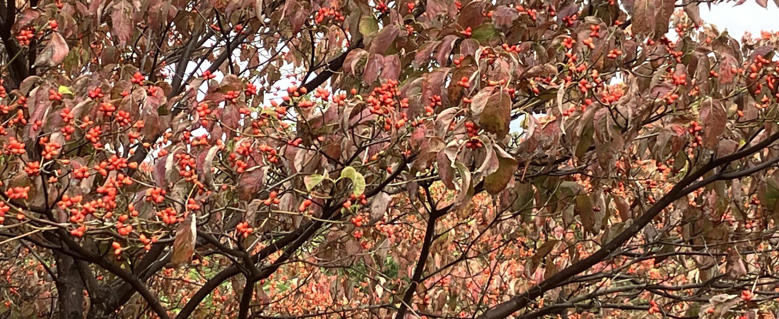 11月ハナミズキ