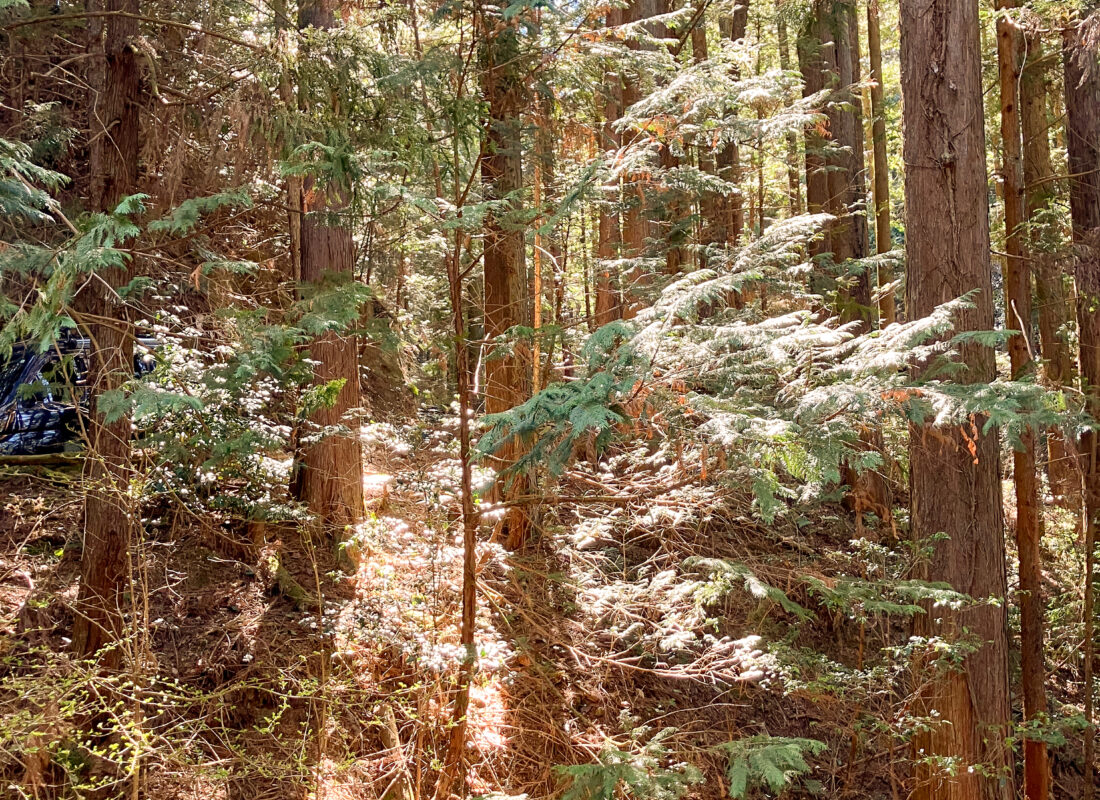 大黒柱の伐採｜山に入る日