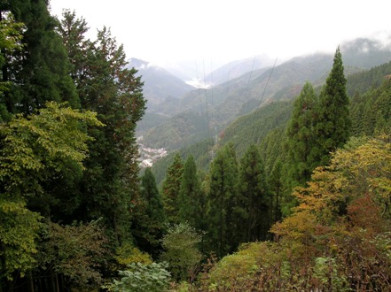 埼玉の山と木