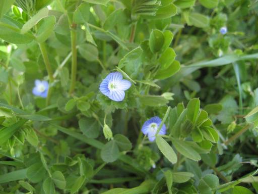 外構・植栽打ち合わせ